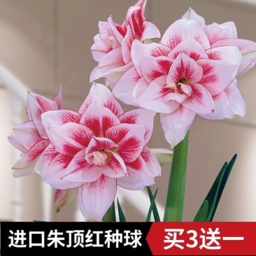 荷兰进口重瓣朱顶红种球超大花球室内外盆栽花卉四季开花植物