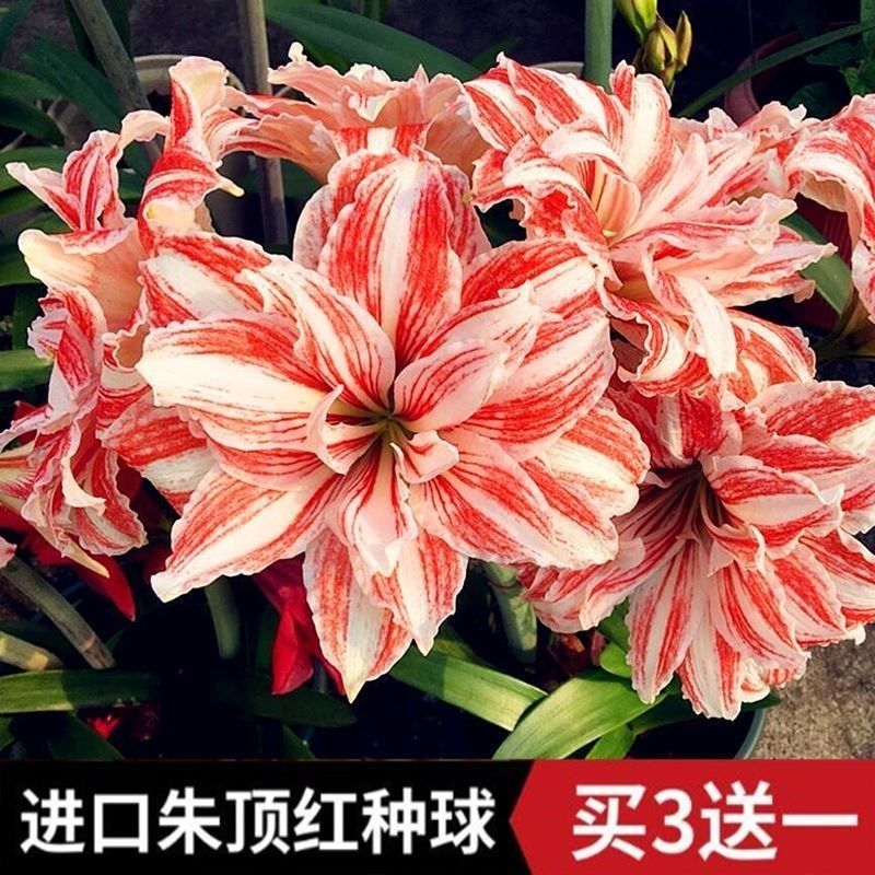 荷兰进口重瓣朱顶红种球超大花球室内外盆栽花卉四季开花植物