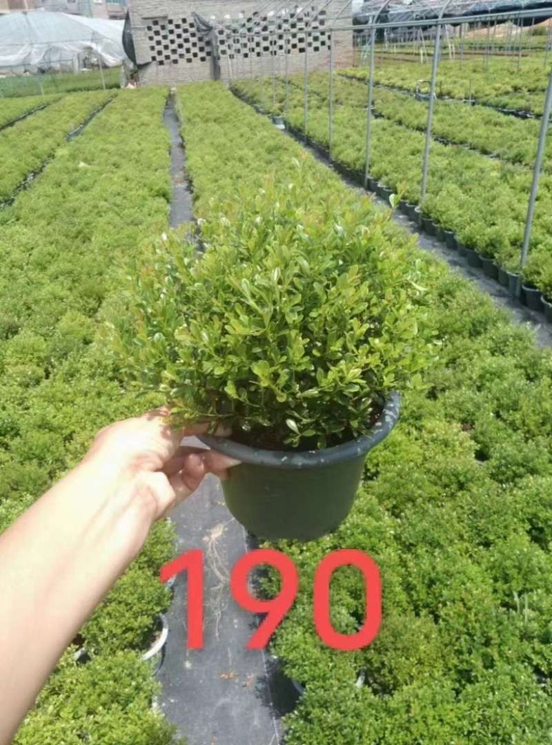 小叶赤楠漳州赤楠基地漳州赤楠批发供应