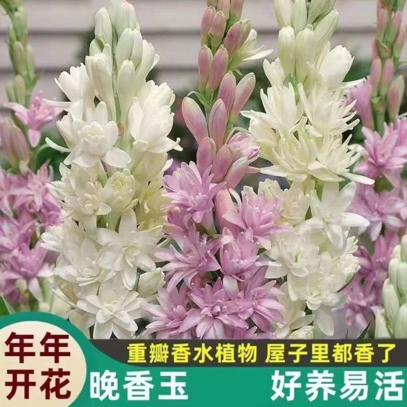 进口晚香玉重瓣浓香型种球夜来香四季阳台室内外绿植花卉盆栽