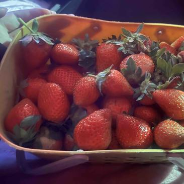 香野草莓
