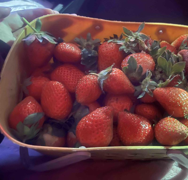 香野草莓