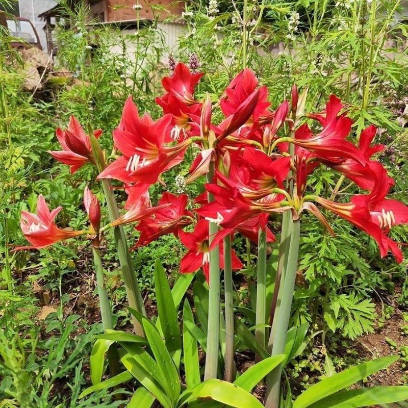 国产朱顶红大种球盆栽对子莲土朱顶室内四季易成活种植花卉大