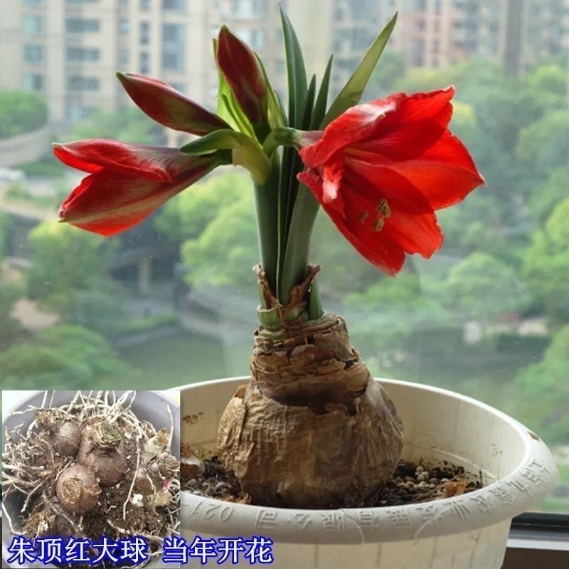 国产朱顶红大种球盆栽对子莲土朱顶室内四季易成活种植花卉大