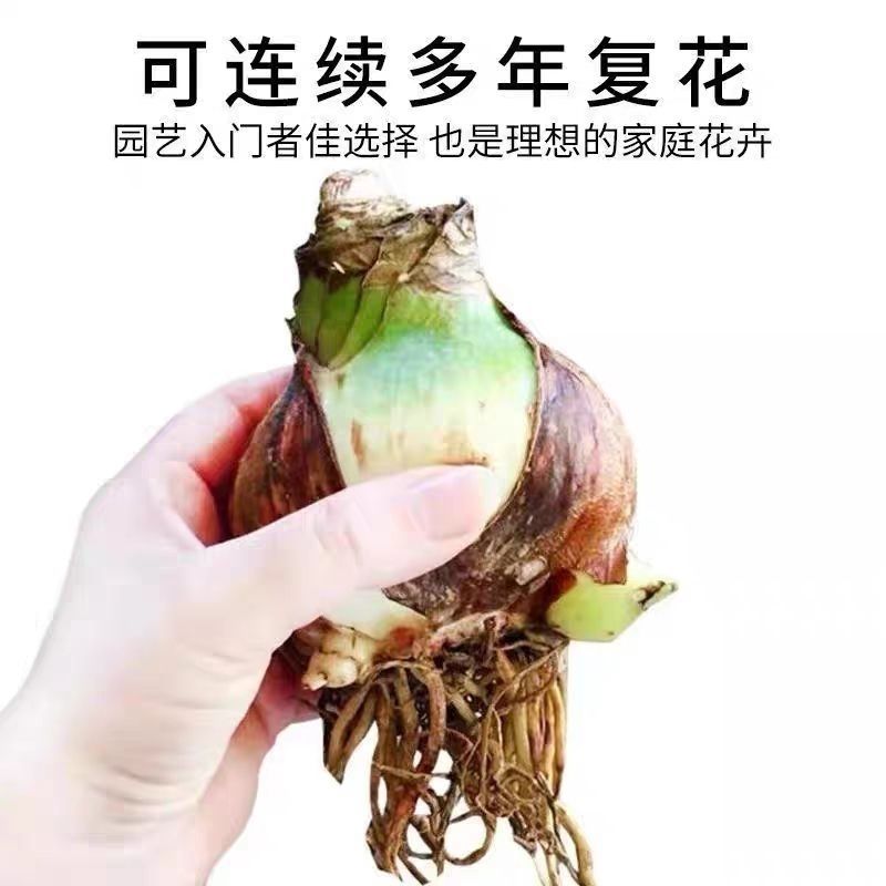 国产朱顶红大种球盆栽对子莲土朱顶室内四季易成活种植花卉大