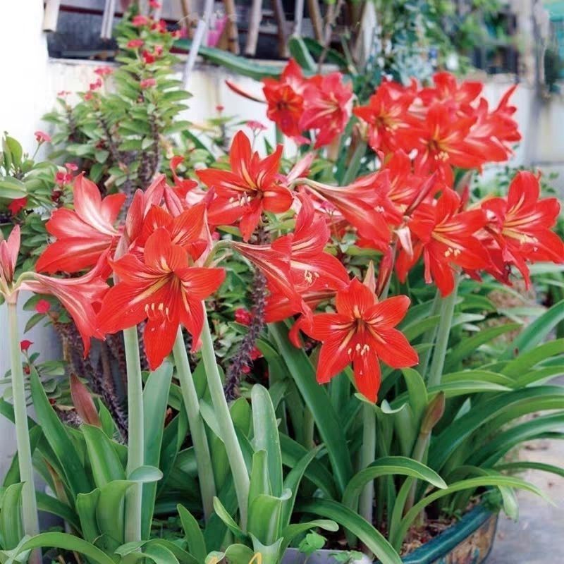 国产朱顶红大种球盆栽对子莲土朱顶室内四季易成活种植花卉大