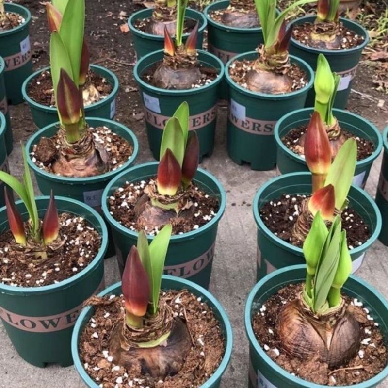 国产朱顶红大种球盆栽对子莲土朱顶室内四季易成活种植花卉大