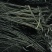 三门峡供应药用连翘苗，大规格的药用连翘苗价格优惠