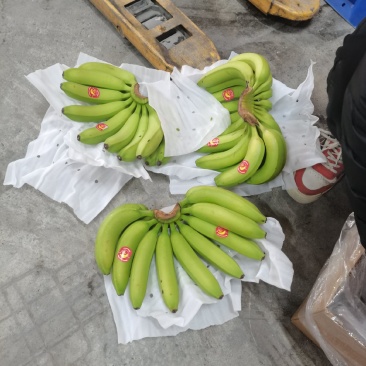 经营：菲律宾精品香蕉保质保量，净重27斤，毛30斤，