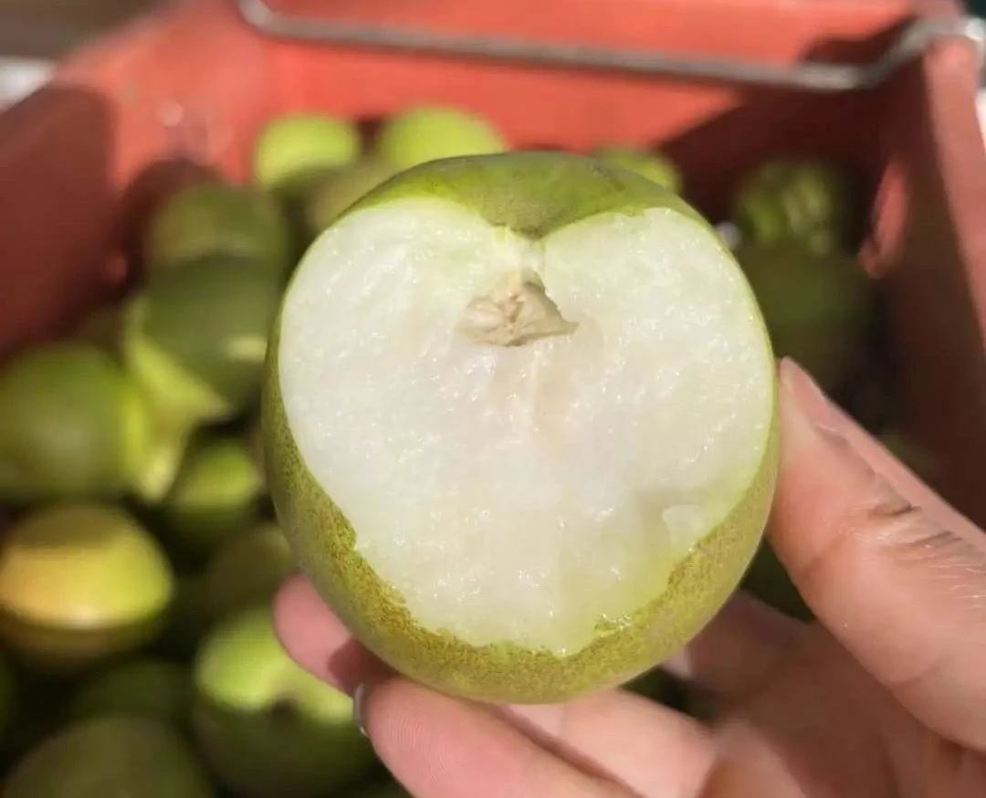 展示一颗完整的青枣,绿色果皮,切开后露出白色果肉 青枣果实特写