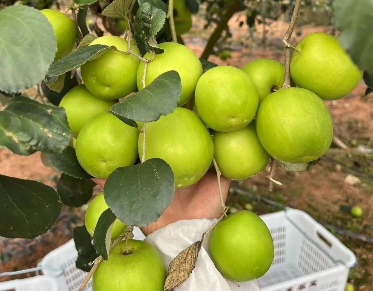 青枣成熟度对比图