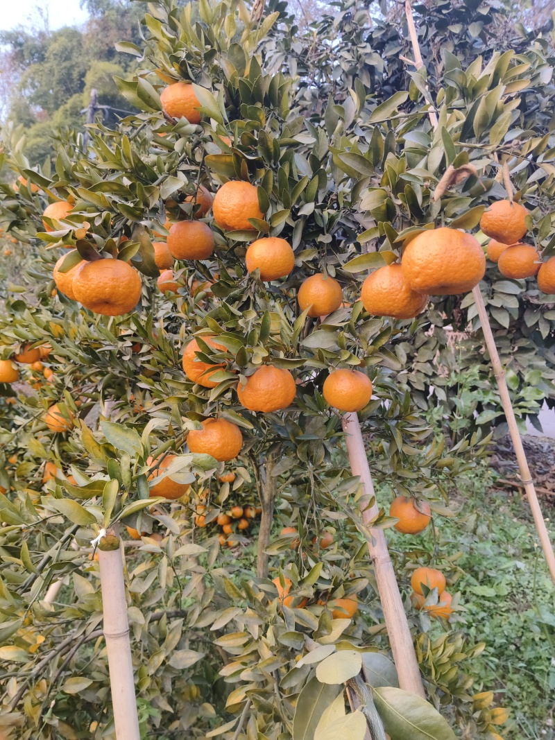 【精品】粑粑柑，产地直发质量保证，货源充足欢迎选购