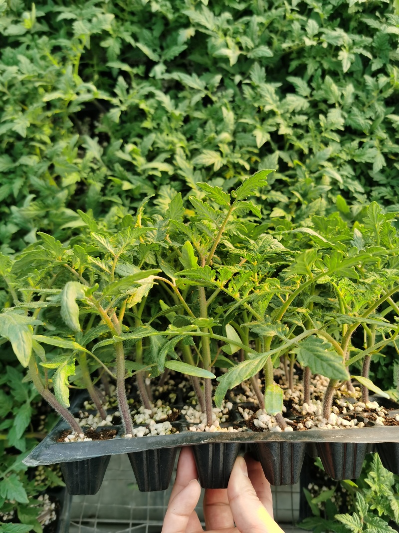 戴安娜草莓番茄苗铁皮柿子苗
