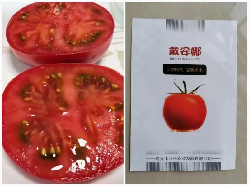 戴安娜草莓番茄苗铁皮柿子苗