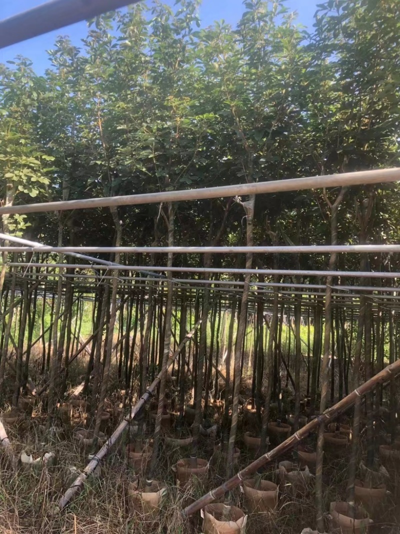 黄花风铃木