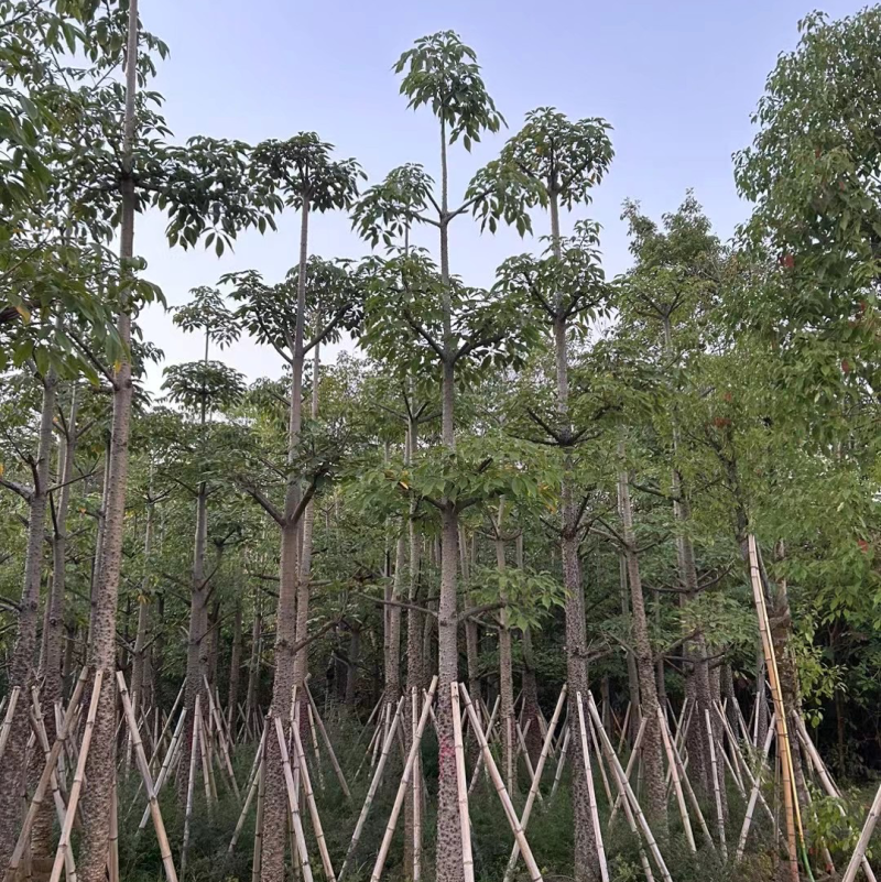 美人树