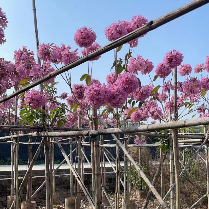 紫花风铃木