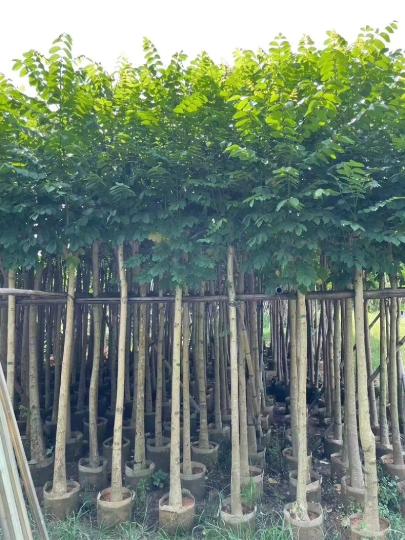 火焰木