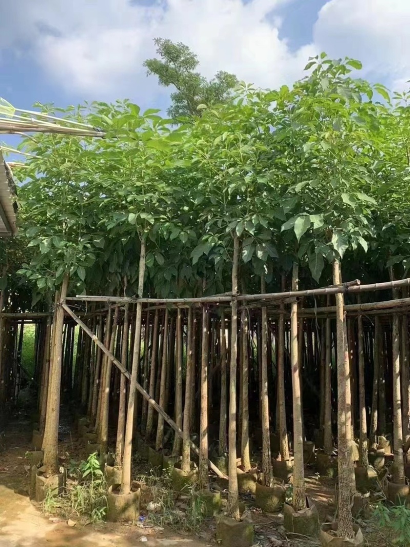 火焰木
