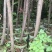 罗汉松