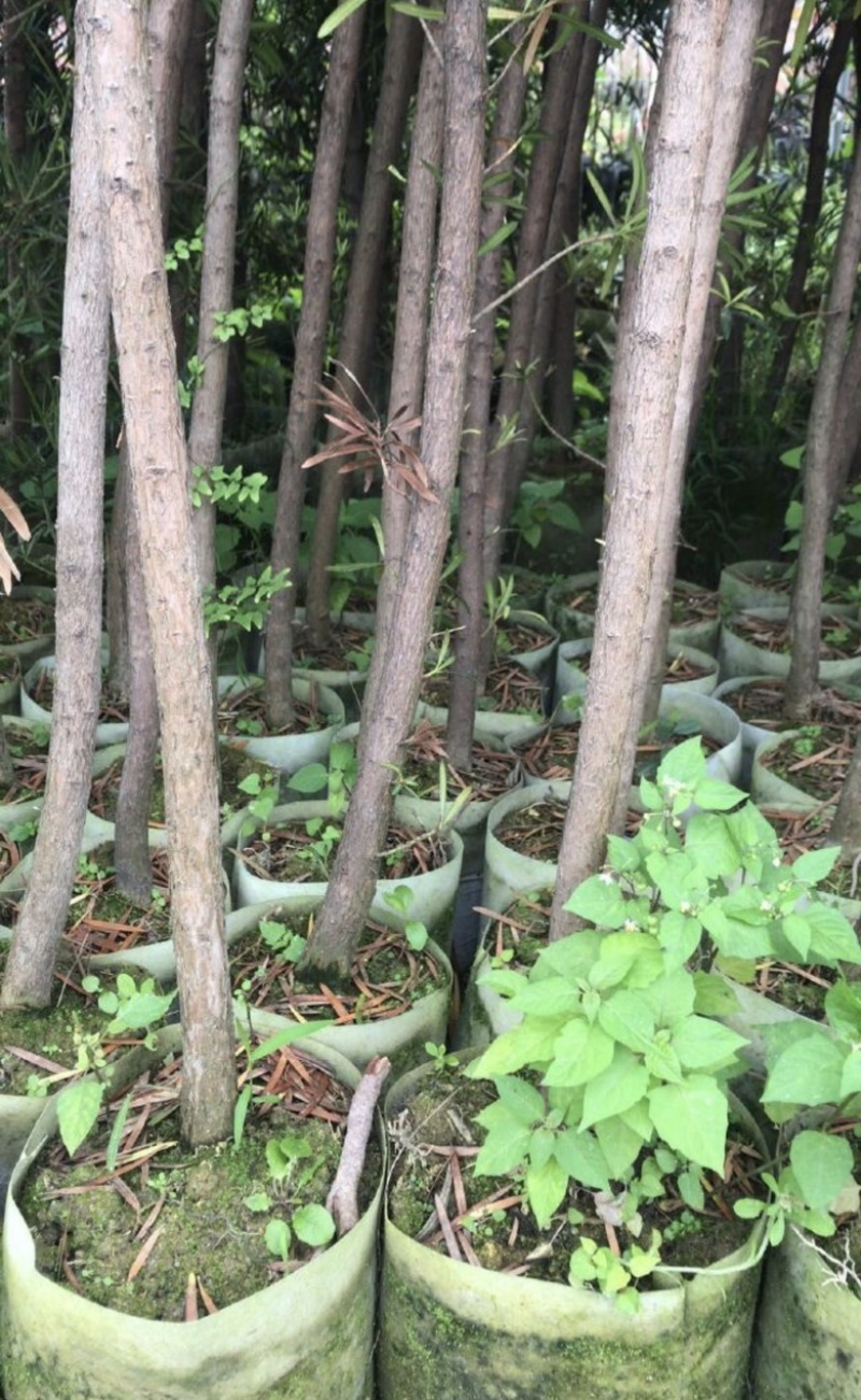 罗汉松