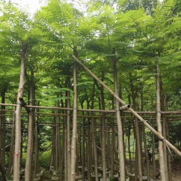 凤凰木