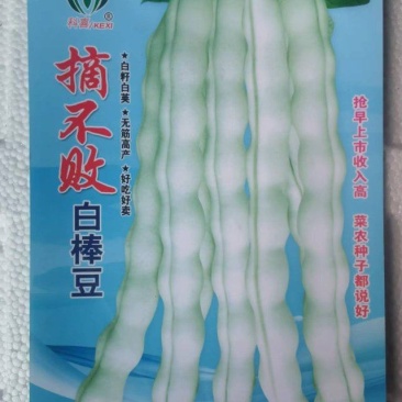 四季豆种子摘不败白棒豆早熟白荚白籽粗大肉厚无筋好吃