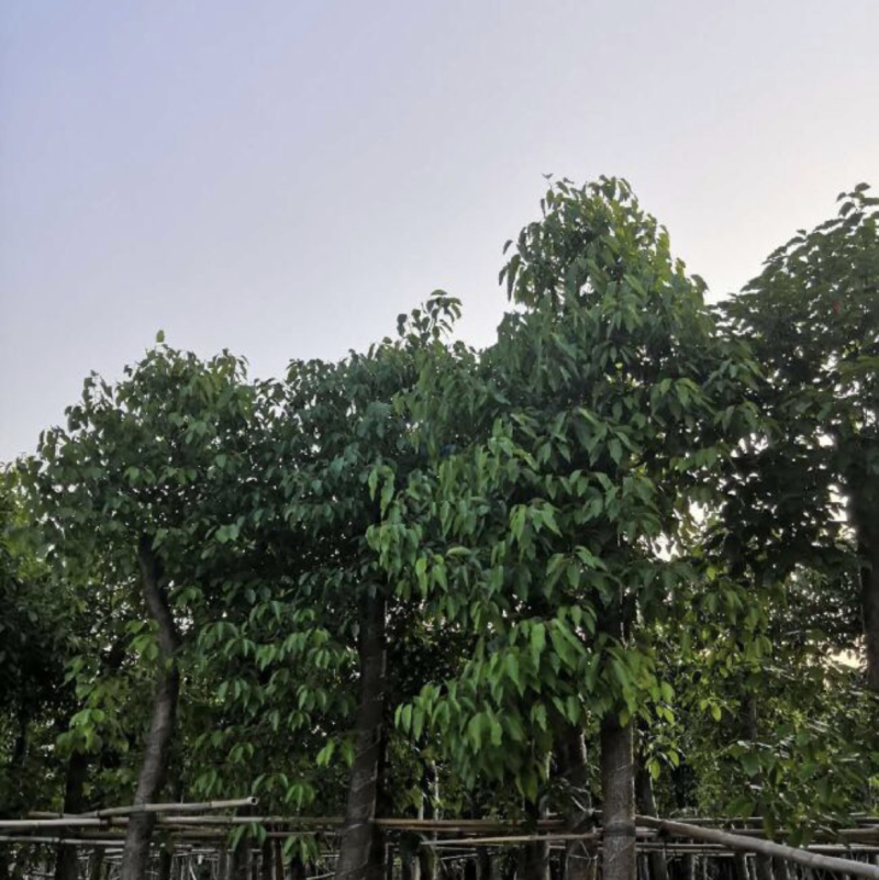 小叶香樟
