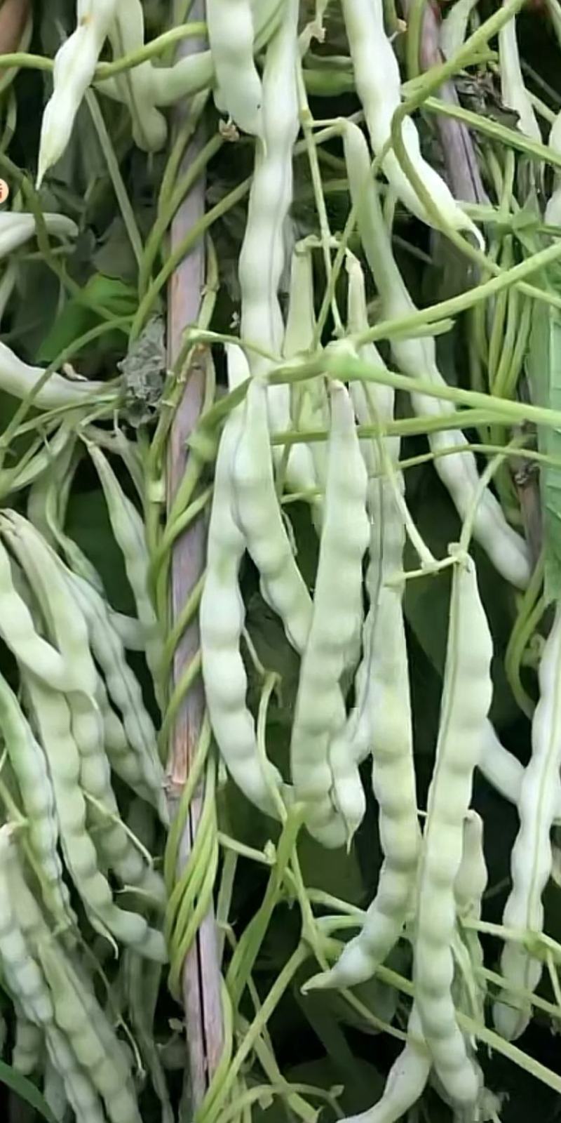 四季豆种子摘不败白棒豆早熟白荚白籽粗大肉厚无筋好吃
