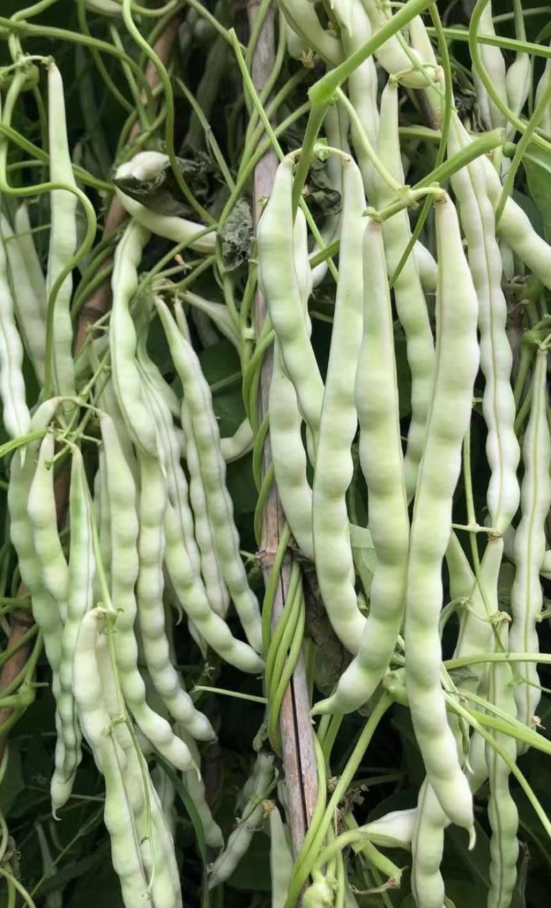 四季豆种子摘不败白棒豆早熟白荚白籽粗大肉厚无筋好吃