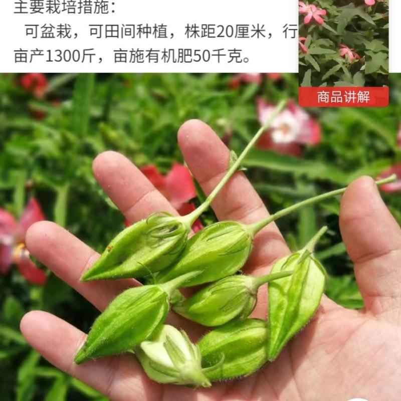 箭叶秋葵
