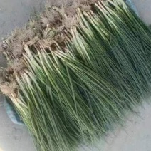 河南小香葱，品质好，视频看货，线上保障交易