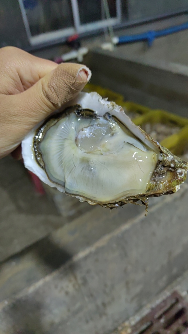 乳山生蚝，原产地发货，精美的品质，优惠的价格。欢迎洽谈合