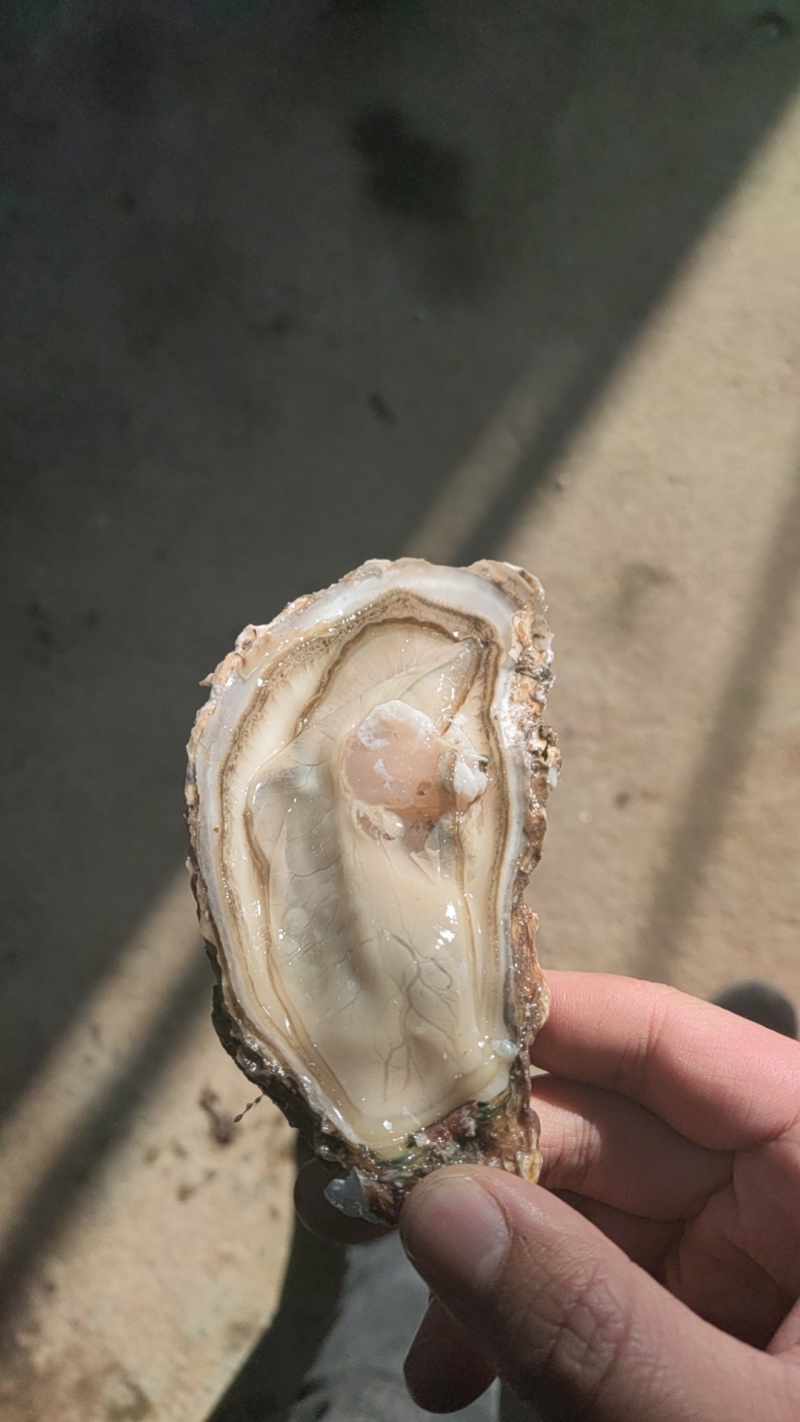 乳山生蚝，原产地发货，精美的品质，优惠的价格。欢迎洽谈合
