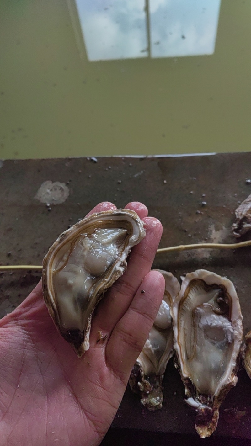 乳山生蚝，原产地发货，精美的品质，优惠的价格。欢迎洽谈合