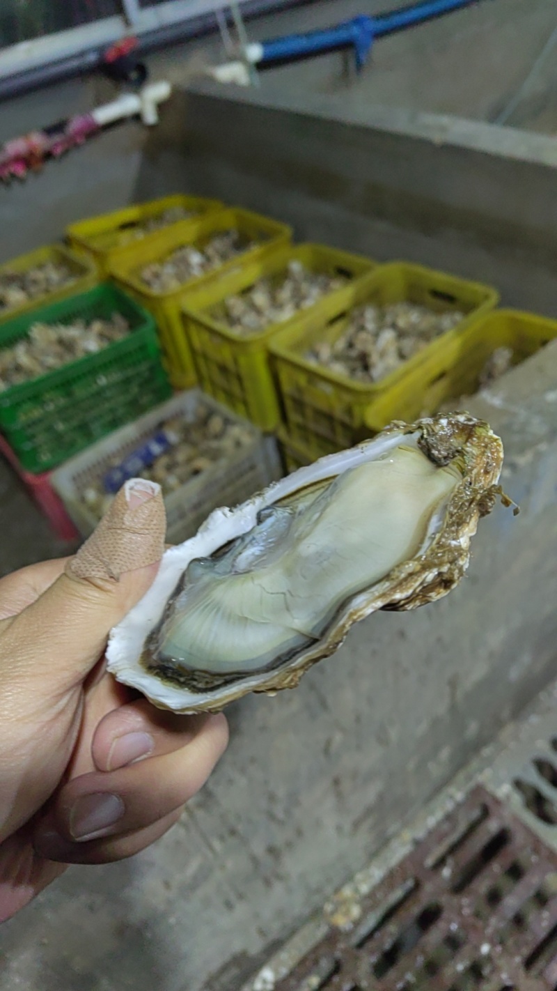 乳山生蚝，原产地发货，精美的品质，优惠的价格。欢迎洽谈合