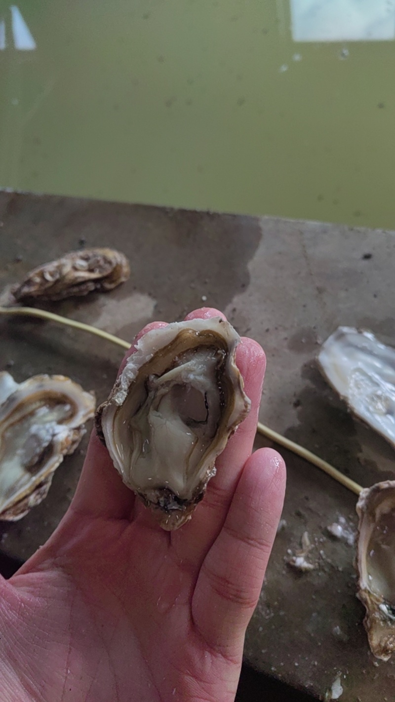 乳山生蚝，原产地发货，精美的品质，优惠的价格。欢迎洽谈合
