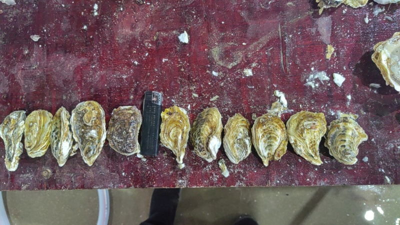 乳山生蚝，原产地发货，精美的品质，优惠的价格。欢迎洽谈合