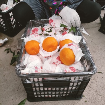 粑粑柑，咪咪甜