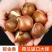 进口十颗郁金香大种球花卉盆栽四季土水培种子风信子百合种球