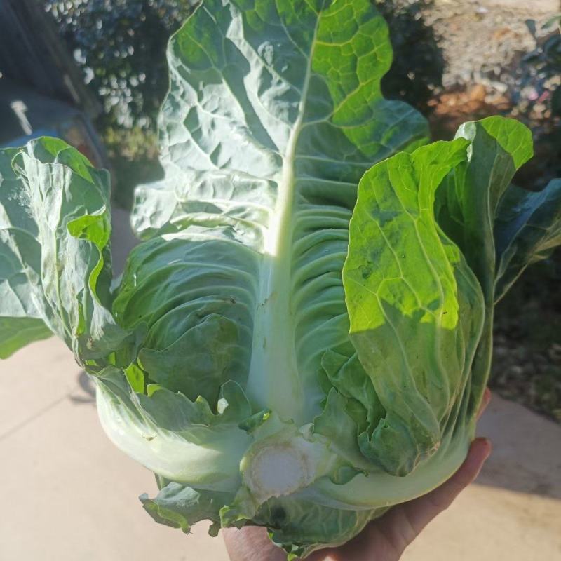 牛心菜