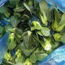 【小白菜】安徽苏州青上海青太湖青市场商超来电菜农直发价格
