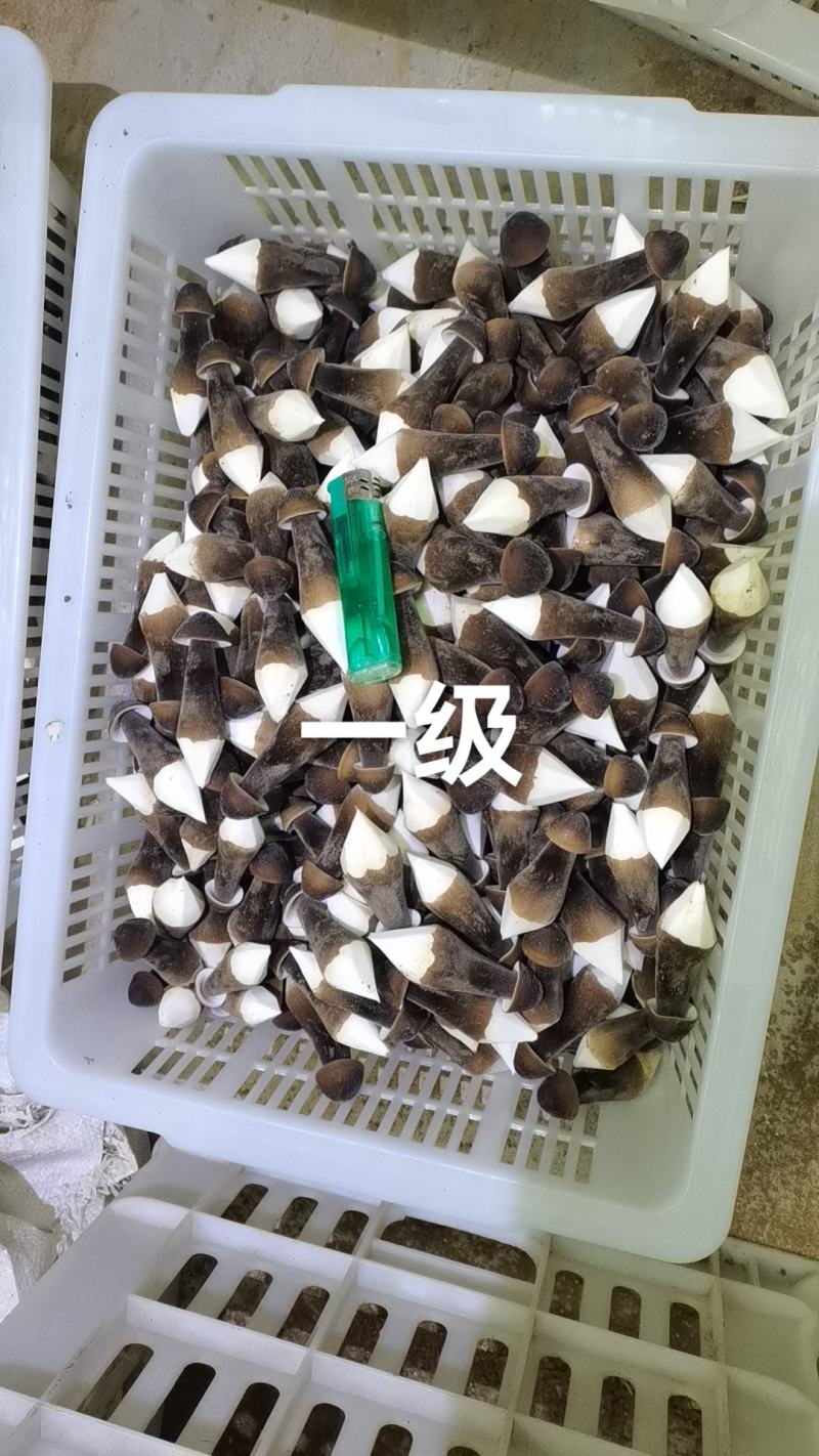 黑皮鸡枞菌产地直发一手货源量大从优