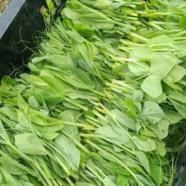 精品豌豆尖