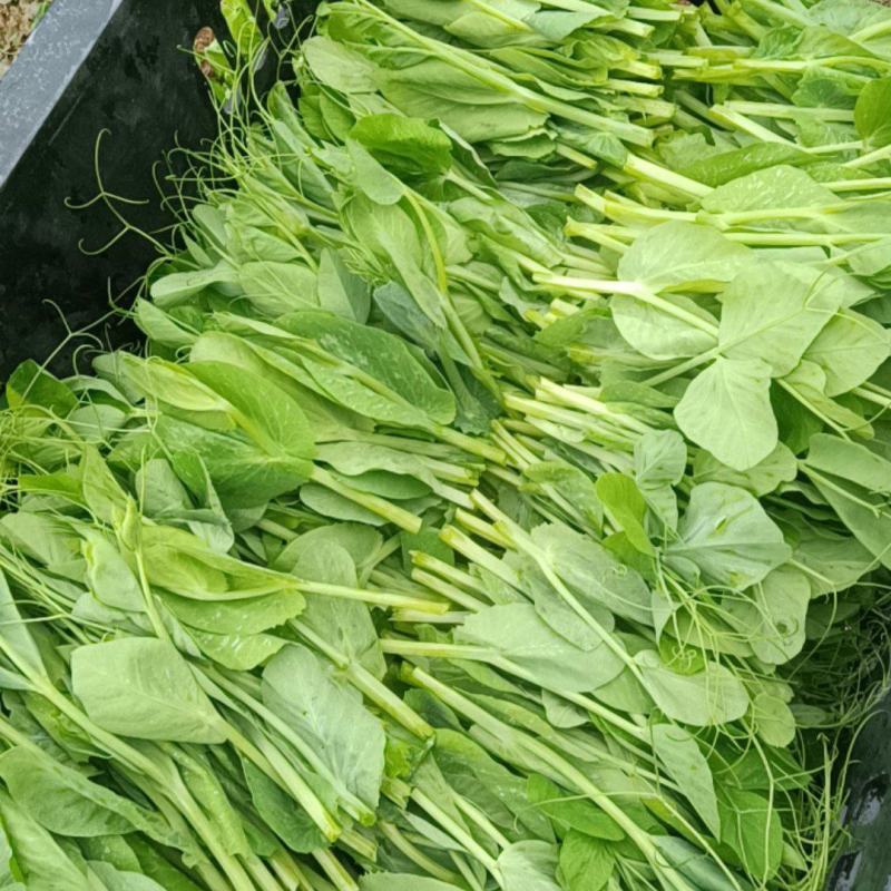 精品豌豆尖