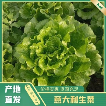 精品生菜大量上市，可供电商，商超