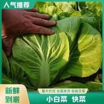 快菜江苏精品快菜量大从优对接全国质量