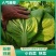 快菜江苏精品快菜量大从优对接全国质量保障