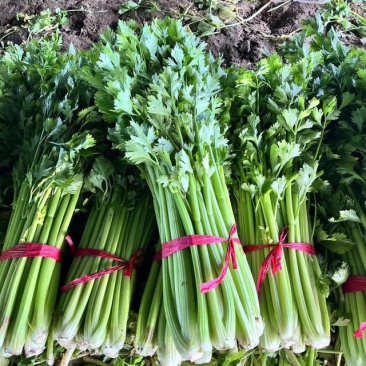 芹菜开始大卖，可打电话咨询，价格可聊，诚信经营