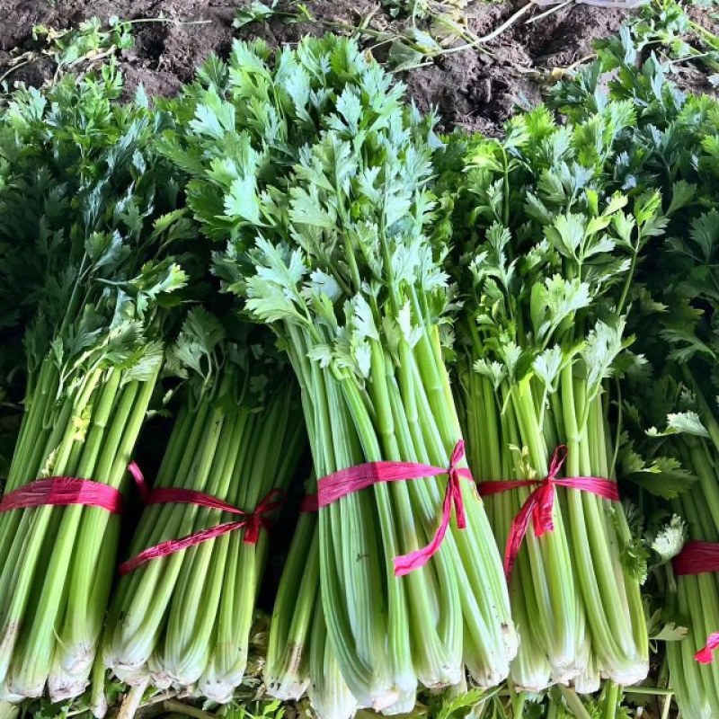 芹菜开始大卖，可打电话咨询，价格可聊，诚信经营